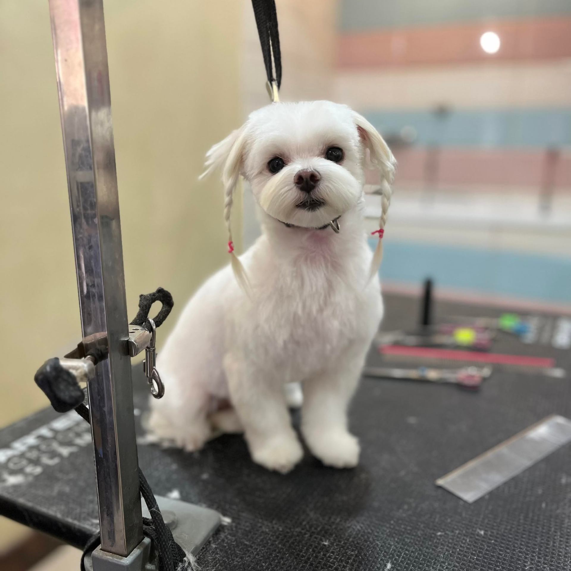 A freshly groomed Maltese with pigtails at Shaggy Chic salon