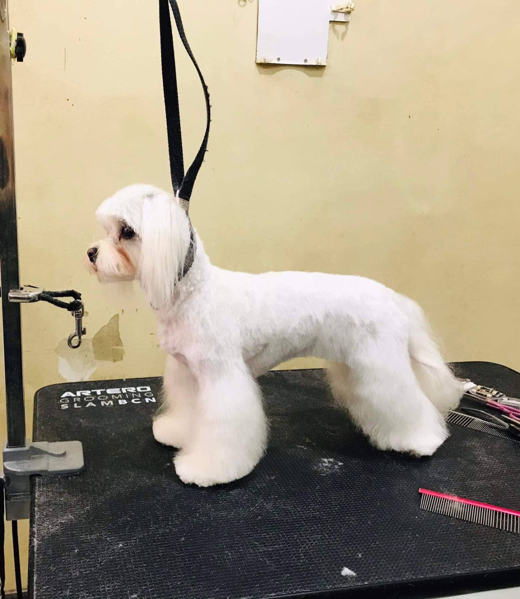 Happy client 1 groomed at Shaggy Chic