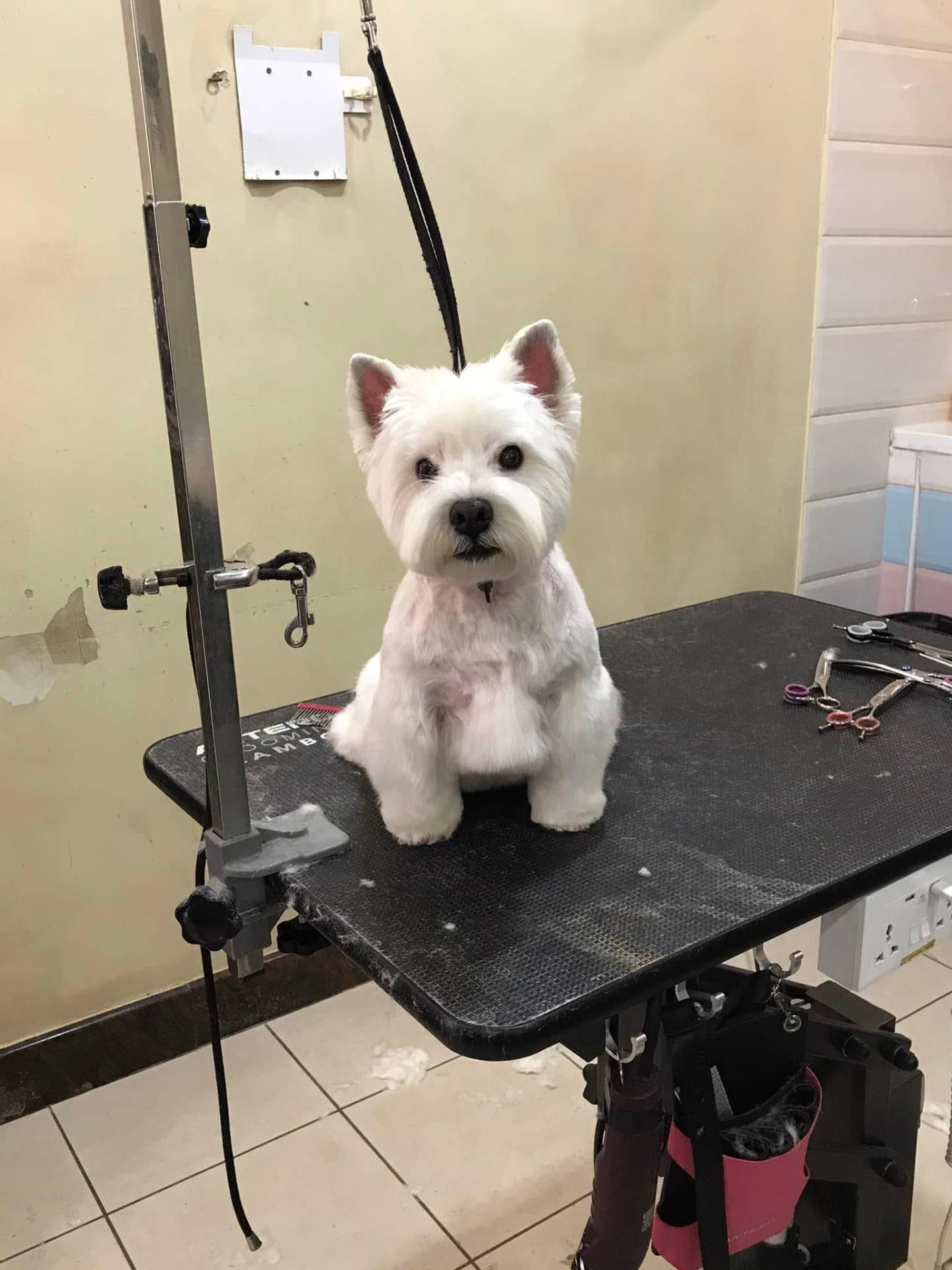 Happy client 2 groomed at Shaggy Chic