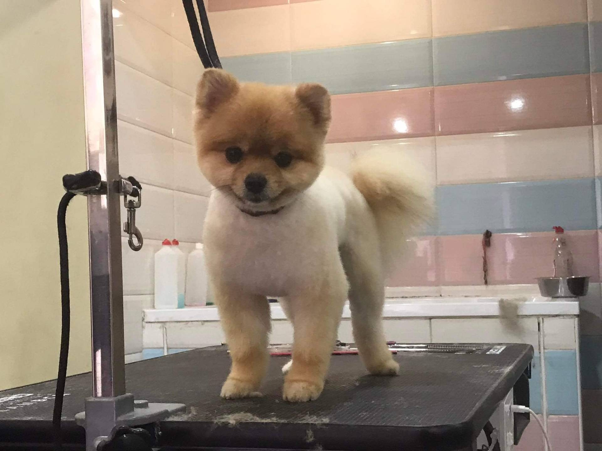 Happy client 3 groomed at Shaggy Chic