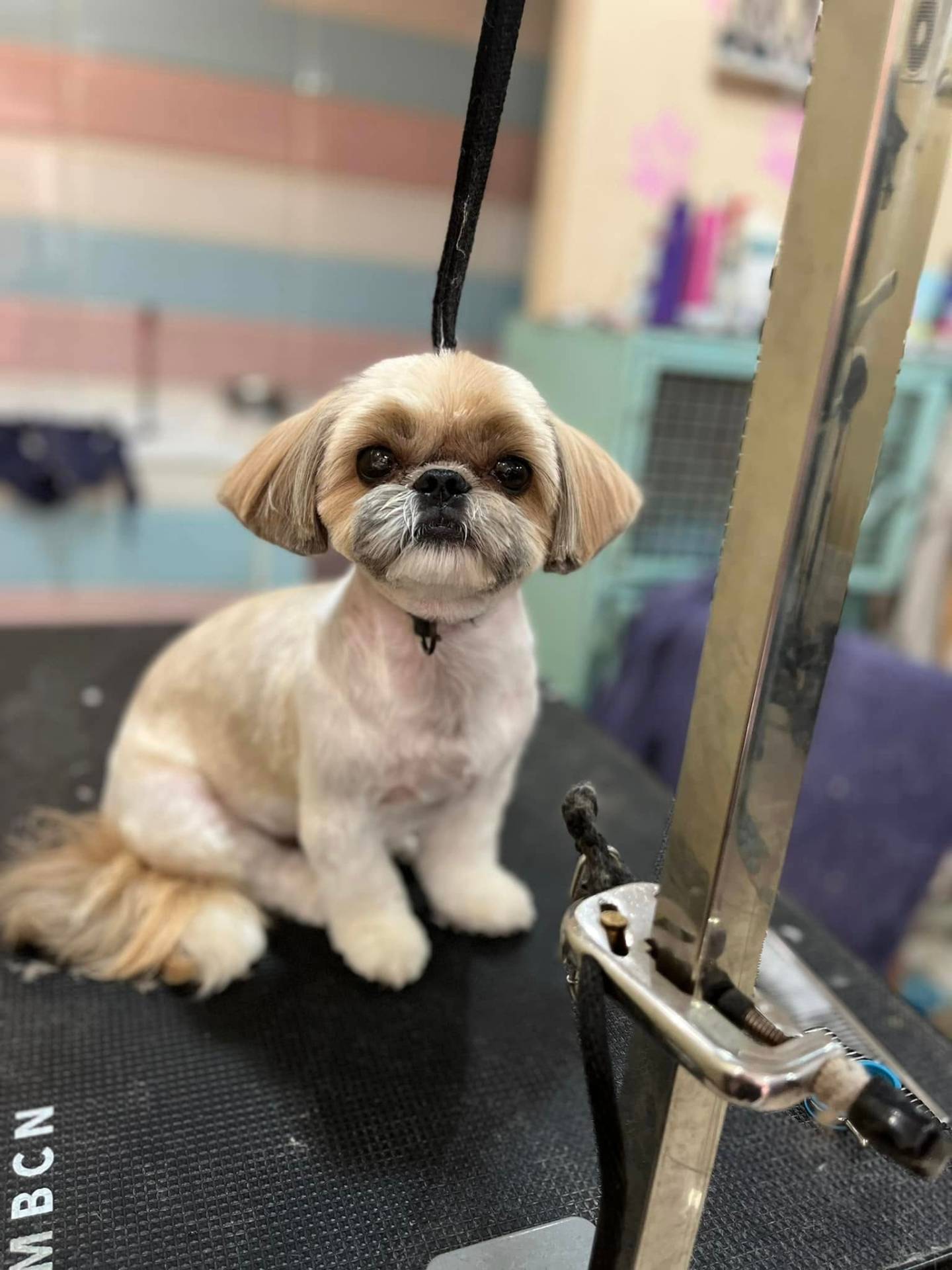 Happy client 4 groomed at Shaggy Chic